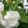 茉莉花的头像