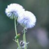桂花的头像