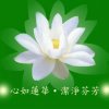 莲花的头像