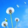 蒲公英的头像