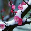 梅花恋雪的头像