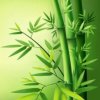 四季芳华的头像