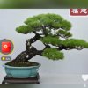 王锋的头像
