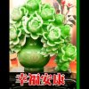 白玫瑰的头像