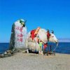 傲松的头像