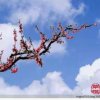 梅花的头像