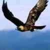 雄鹰展翅的头像