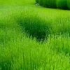健康的头像
