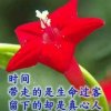 一个字“福”的头像