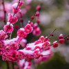 傲雪寒梅《暂退》的头像