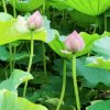 花仙子的头像