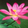 莲的头像