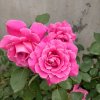 爱花花的头像