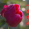心雨的头像