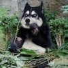 是否的头像