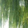 柳的头像