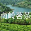 南岭茗茶的头像
