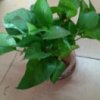 妙手生花的头像