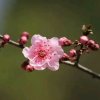 李莲的头像