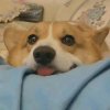 Jerry的头像