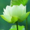 春草的头像