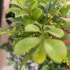 花好月圆的头像