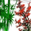 梅韵竹品梅竹呈祥的头像