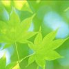白杨玉玲的头像
