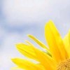 阳光的头像