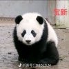 国宝大熊猫的头像
