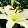 百合花的头像