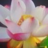 我在海的另外一边等着你的头像