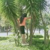 枫的头像