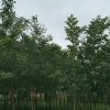 一生平安的头像