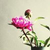 喜悦的头像