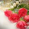 红玫瑰的头像
