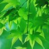 小河清清的头像