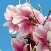 芬芳的头像