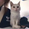 豬，dandan的头像