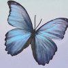 蝴蝶仙子的头像
