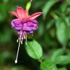 萍子的头像