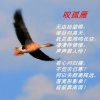 孤雁的头像