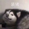 骑士安的头像