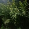 开心开心的头像