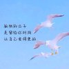浅若清风的头像