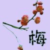 梅的头像