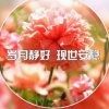 阳光的头像