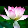 ༺天个一方༻的头像