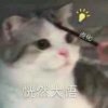 妖哲的头像