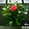 RenSHengRuMeng的头像